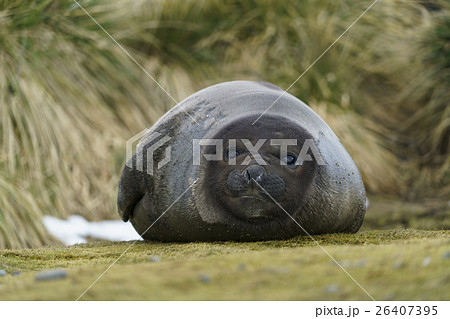 昼寝をするミナミゾウアザラシの子供　サウスジョージア島 26407395