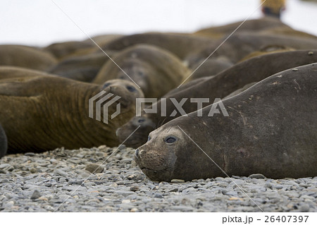 コロニーに寝そべるゾウアザラシのメス　サウスジョージア島 26407397