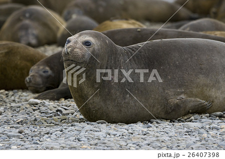 コロニーに寝そべるゾウアザラシのメス サウスジョージア島 コロニーに寝そべるゾウアザラシのメス サウスジョージア島 26407398