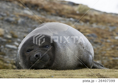 昼寝をするミナミゾウアザラシの子供 サウスジョージア島の写真素材