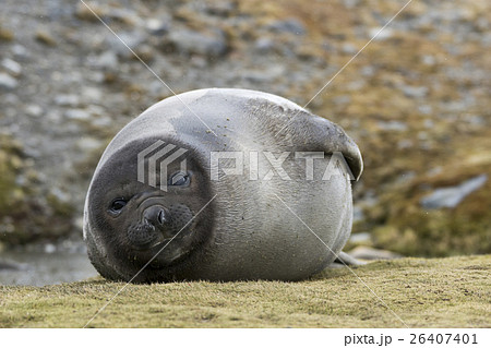 昼寝をするミナミゾウアザラシの子供 サウスジョージア島の写真素材 26407401 Pixta