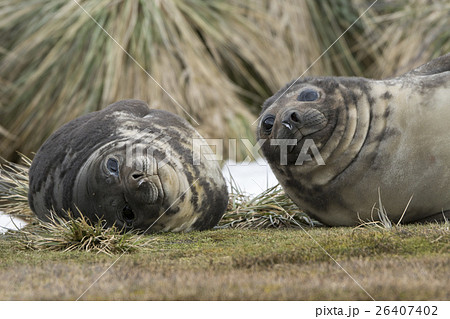 2頭で仲良く寝そべるゾウアザラシの赤ちゃん サウスジョージア島 2頭で仲良く寝そべるゾウアザラシの赤ちゃん サウスジョージア島 26407402