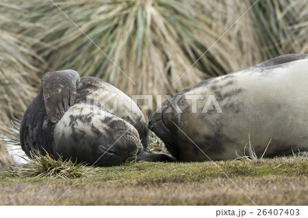 2頭で仲良く寝そべるゾウアザラシの赤ちゃん　サウスジョージア島 26407403