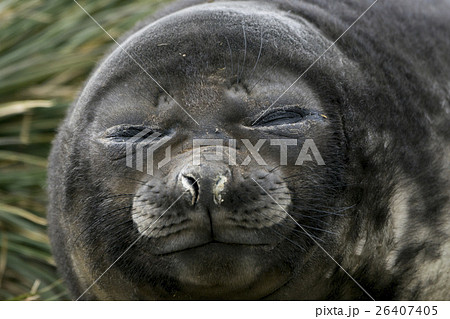 昼寝をするミナミゾウアザラシの子供 サウスジョージア島 昼寝をするミナミゾウアザラシの子供 サウスジョージア島 26407405