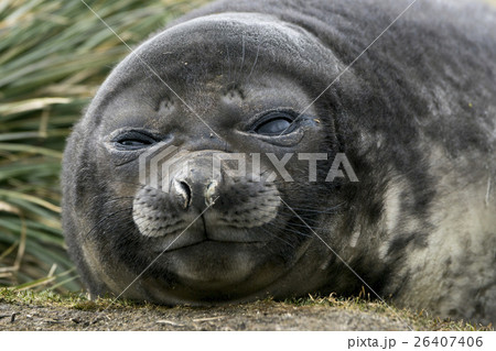 昼寝をするミナミゾウアザラシの子供 サウスジョージア島の写真素材