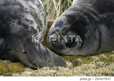 つぶらな瞳のゾウアザラシの赤ちゃん　サウスジョージア島 26407647