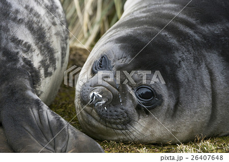 つぶらな瞳のゾウアザラシの赤ちゃん　サウスジョージア島 26407648
