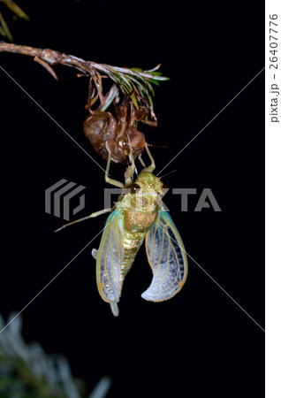 ツクツクボウシの脱皮 ツクツクボウシの脱皮 26407776