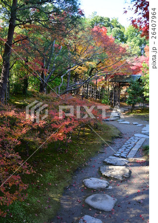 秋の白鳥庭園 秋の白鳥庭園 26407964