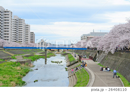 横浜市　戸塚駅前柏尾川の桜 26408110