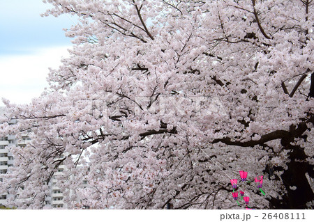 横浜市　戸塚駅前柏尾川の桜 26408111