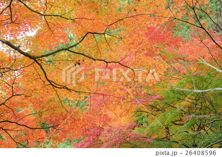 浄瑠璃寺・Ｈ２８年秋（ＮＯ６） 26408596