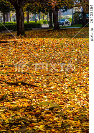 【神奈川県】紅葉した落ち葉 26408864