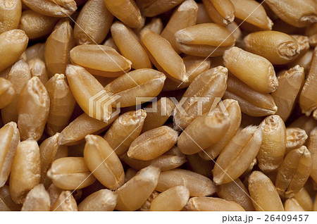 種 種子 タネ 26409457