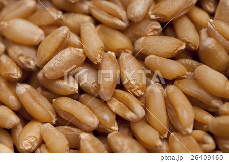 種 種子 タネ 26409460