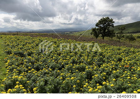 ヒゴタイ公園のマリーゴールド 26409508