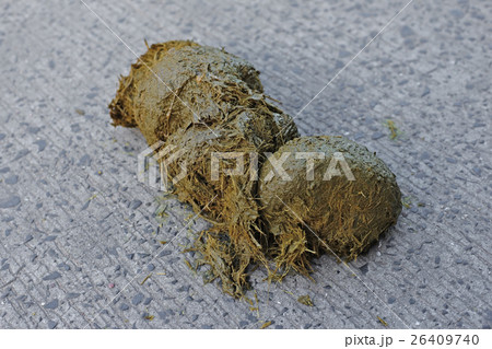 fresh elephant dung excrement on ground 26409740