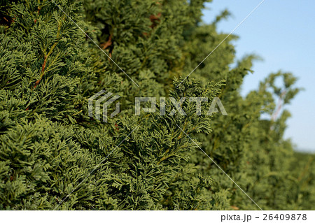 closeup of thuja tree as nature background 26409878