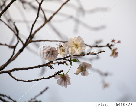 ジュウガツザクラ虻 26410322