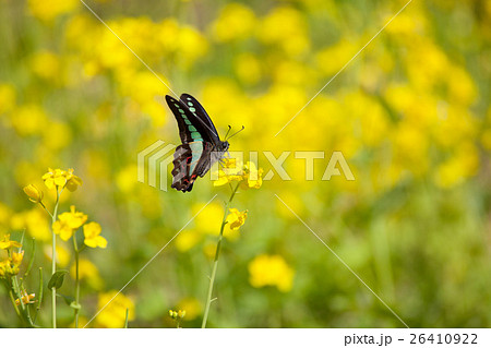 アオスジアゲハ アオスジアゲハ 26410922