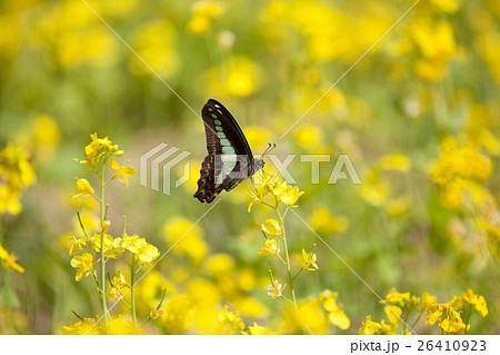 アオスジアゲハ 26410923