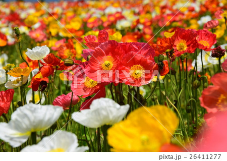 生駒高原のアイスランドポピー (宮崎県小林市) 生駒高原のアイスランドポピー (宮崎県小林市) 26411277