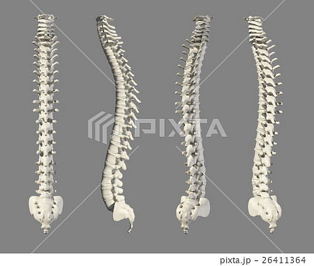 3D illustration of Spine, medical concept. 3D illustration of Spine, medical concept. 26411364