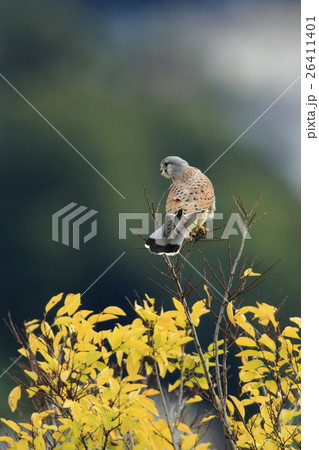 チョウゲンボウ 26411401