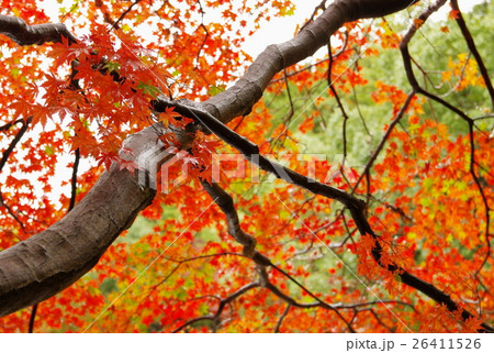 紅葉 紅葉 26411526