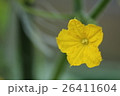キュウリの花 26411604