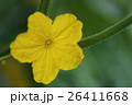 キュウリの花 26411668