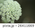 ニンジンの花 26411669