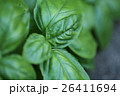 バジル 26411694