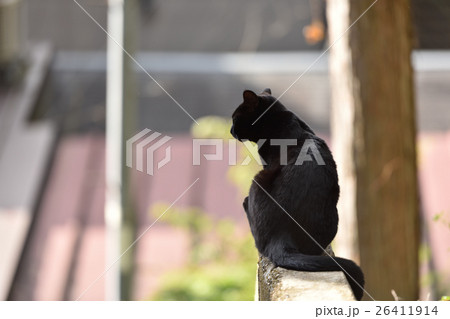 くつろぐ黒猫の後姿の写真素材