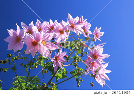 皇帝ダリア 26411934