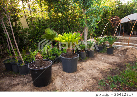 The tropical garden 26412217