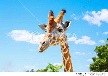 giraffes in the zoo safari park. Beautiful giraffes in the zoo safari park. Beautiful 26412549
