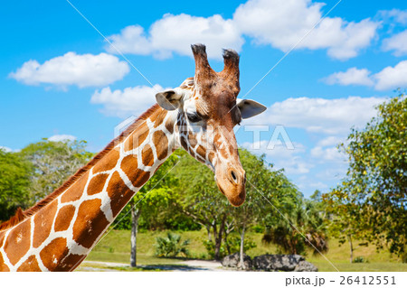 giraffes in the zoo safari park. Beautiful giraffes in the zoo safari park. Beautiful 26412551
