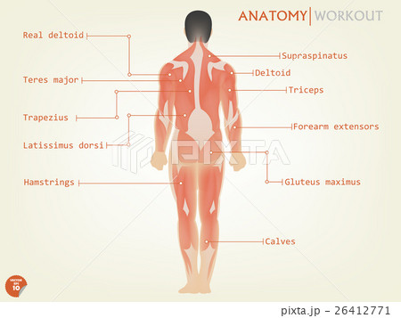 Human Body Parts Back Side