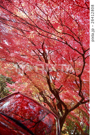 南禅寺境内の紅葉 26412808