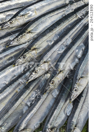 秋刀魚 秋刀魚 26412890