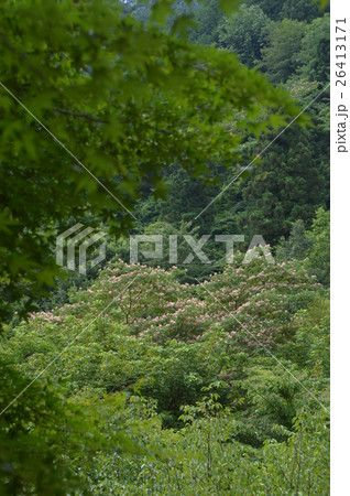 夕やけ小やけふれあいの里の夏は　八王子市 26413171