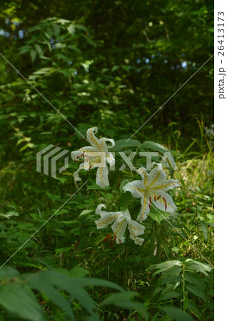 夕やけ小やけふれあいの里の夏は 八王子市 夕やけ小やけふれあいの里の夏は 八王子市 26413173