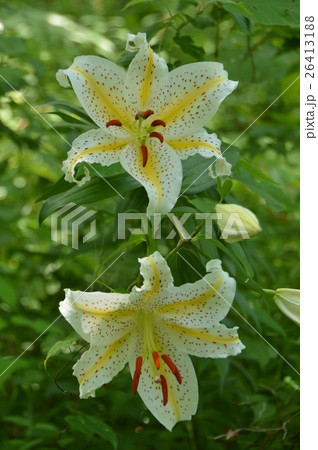 夕やけ小やけふれあいの里の夏は　八王子市 26413188