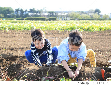 さつま芋堀りをする子ども 26413497