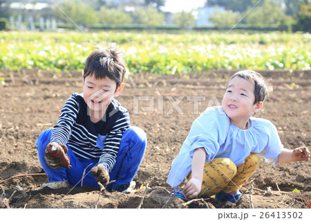 さつま芋堀りをする子ども さつま芋堀りをする子ども 26413502