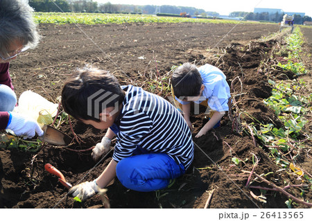 さつま芋堀りをする子ども 26413565