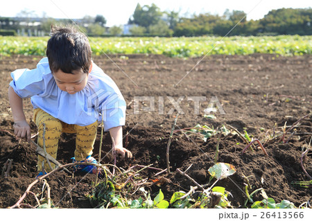 さつま芋堀りをする園児 さつま芋堀りをする園児 26413566