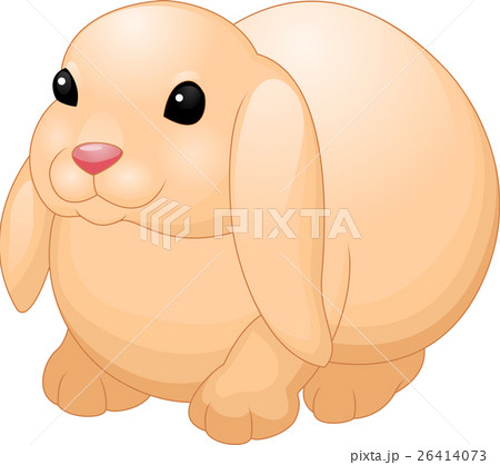 Cute rabbit 26414073