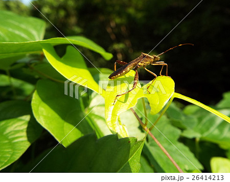 ホソヘリカメムシ 26414213